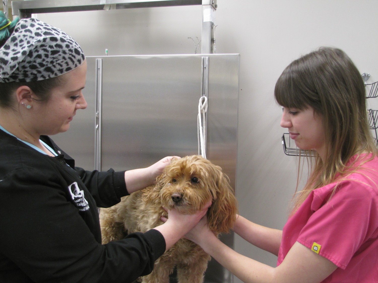 Jessica and Becky examine a dog in our Treatment Room