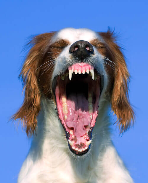 Canine Dental Examination