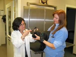 Dr. Cobelli and Janet treat a patient's ear