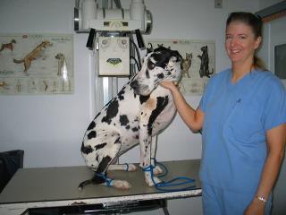 Picture of staff member with great dane in radiology suite