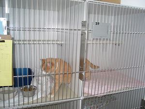 cat patient in boarding kennel