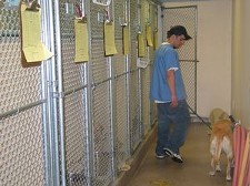 picture of kennel tech walking a dog