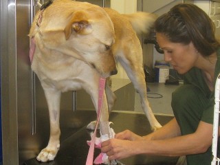 Vet tech bandaging foot of canine