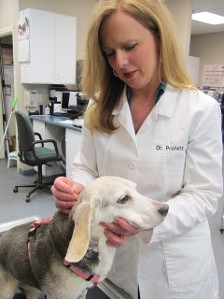 Dr. Profeta cares for a dog in our treatment room
