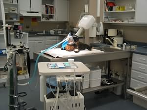 A stuffed "pet" demonstrates a cleaning performed in our dental suite