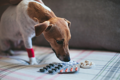 Small dog and pet medications