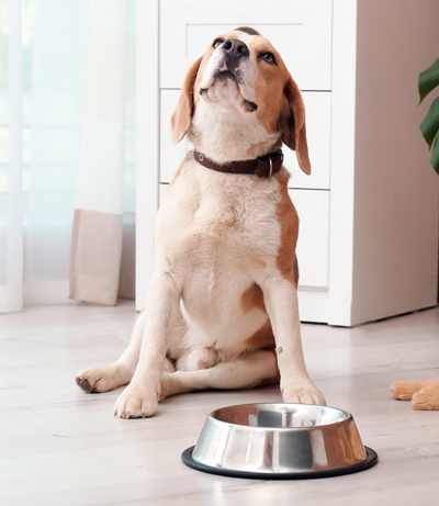 Beagle sits and waits for a meal to be served in his silver food bowl