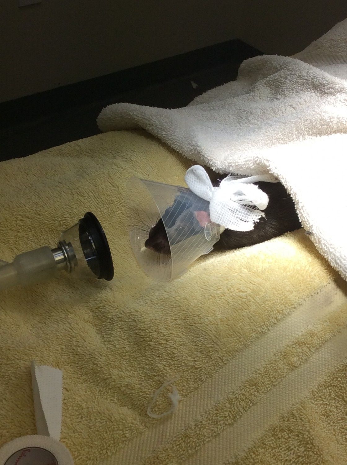 Rat under anesthesia