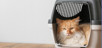 Cat sitting in cat carrier
